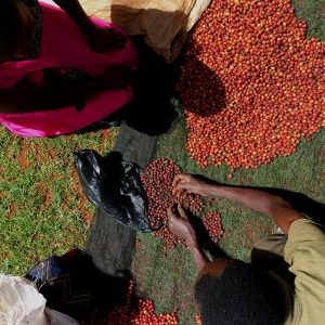 COLOMBIA NARIÑO 1 KG ROASTED COFFEE BEANS