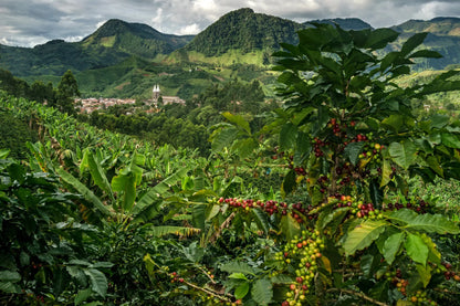 COLOMBIA NARIÑO TAZE ÖĞÜTÜLMÜŞ FİLTRE KAHVE (250 Gram)